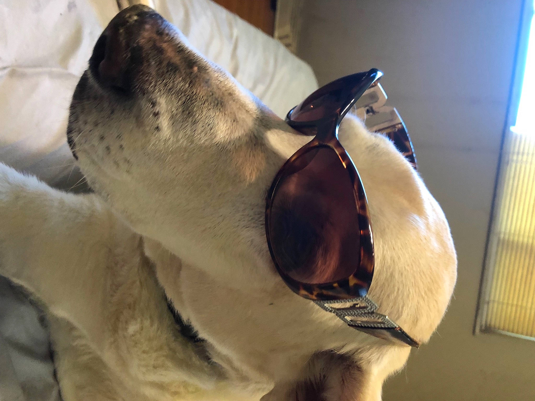 Riley is registered to the contest to win money with this photo: canidae, carnivore, comfort, companion_dog, dog, dog_breed, eyewear, fawn, fur, glasses, jaw, non_sporting_group, personal_protective_equipment, snout, sporting_group, sunglasses, terrestrial_animal, whiskers, working_animal