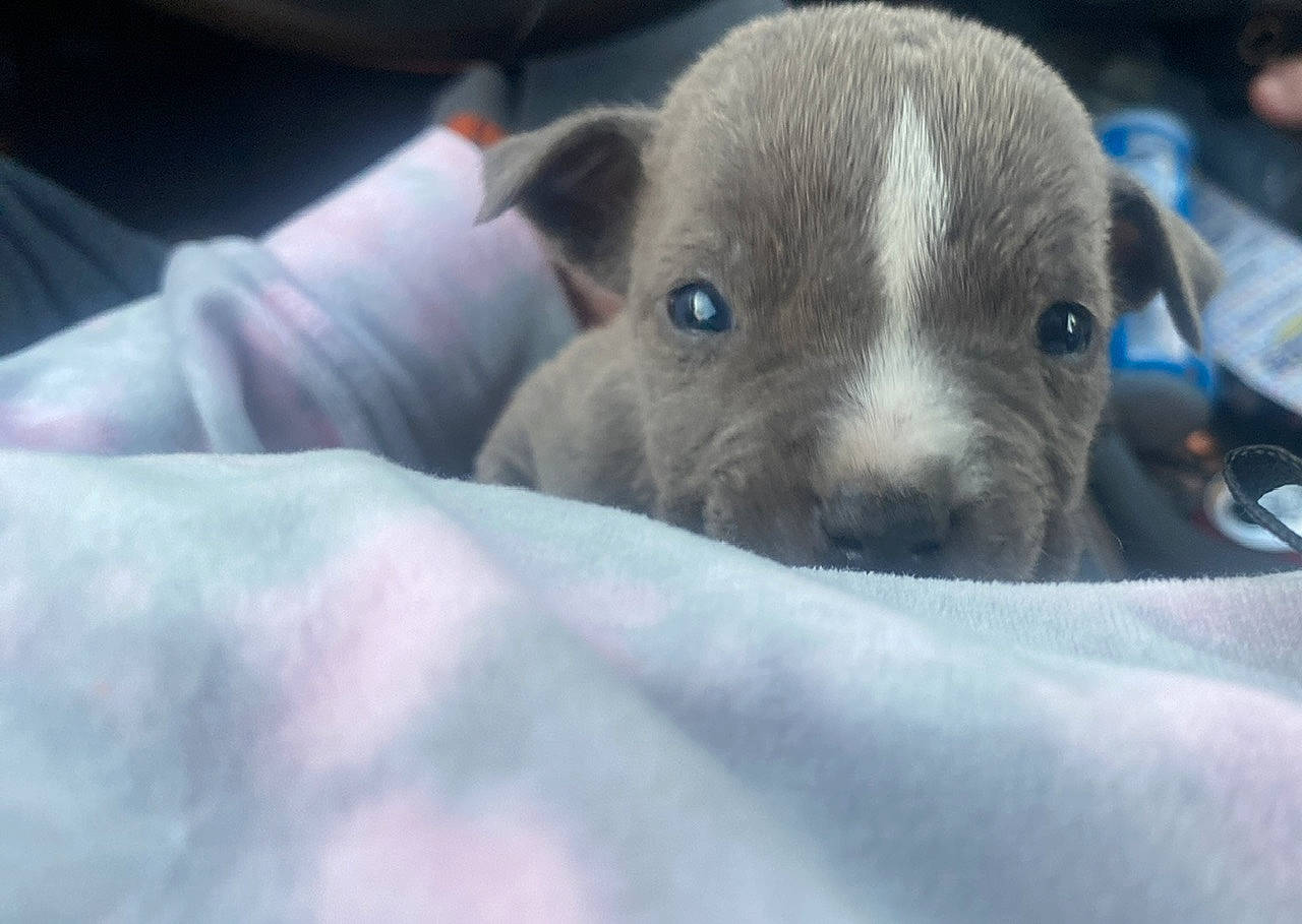 Spike is registered to the contest to win money with this photo: canidae, carnivore, comfort, companion_dog, dog, dog_breed, fawn, fur, non_sporting_group, snout, sporting_group, terrestrial_animal, toy_dog, whiskers, working_animal