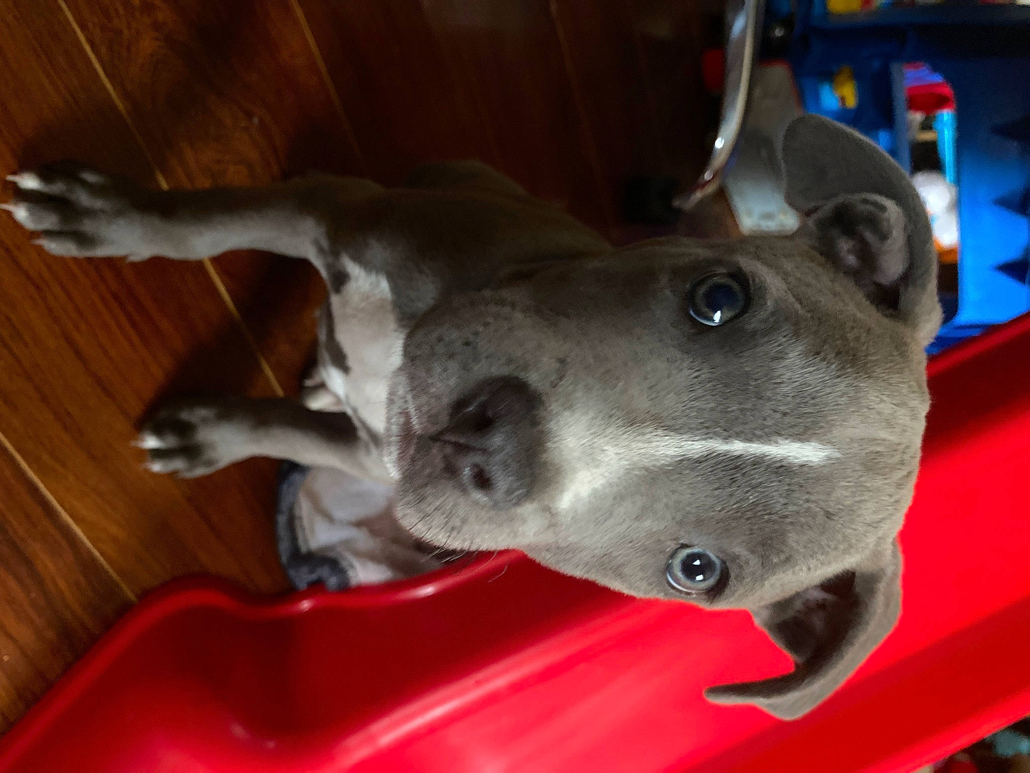 Spike is registered to the contest to win money with this photo: canidae, carnivore, collar, companion_dog, dog, dog_breed, ear, fawn, hardwood, non_sporting_group, pet_supply, snout, sporting_group, whiskers, wood, working_animal