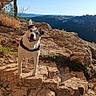 adventure, canyon, collar, dog, happy, hiking, landscape, mountain, nature, outdoor, pet, portrait, rocks, scenic, sky, standing, sunlight, trail, travel, tree