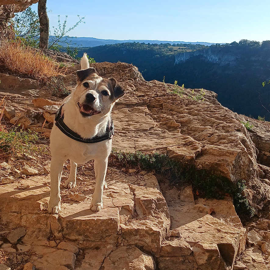 Malice a rejoint le concours — aidez-le/la à gagner de superbes lots ! adventure, canyon, collar, dog, happy, hiking, landscape, mountain, nature, outdoor, pet, portrait, rocks, scenic, sky, standing, sunlight, trail, travel, tree