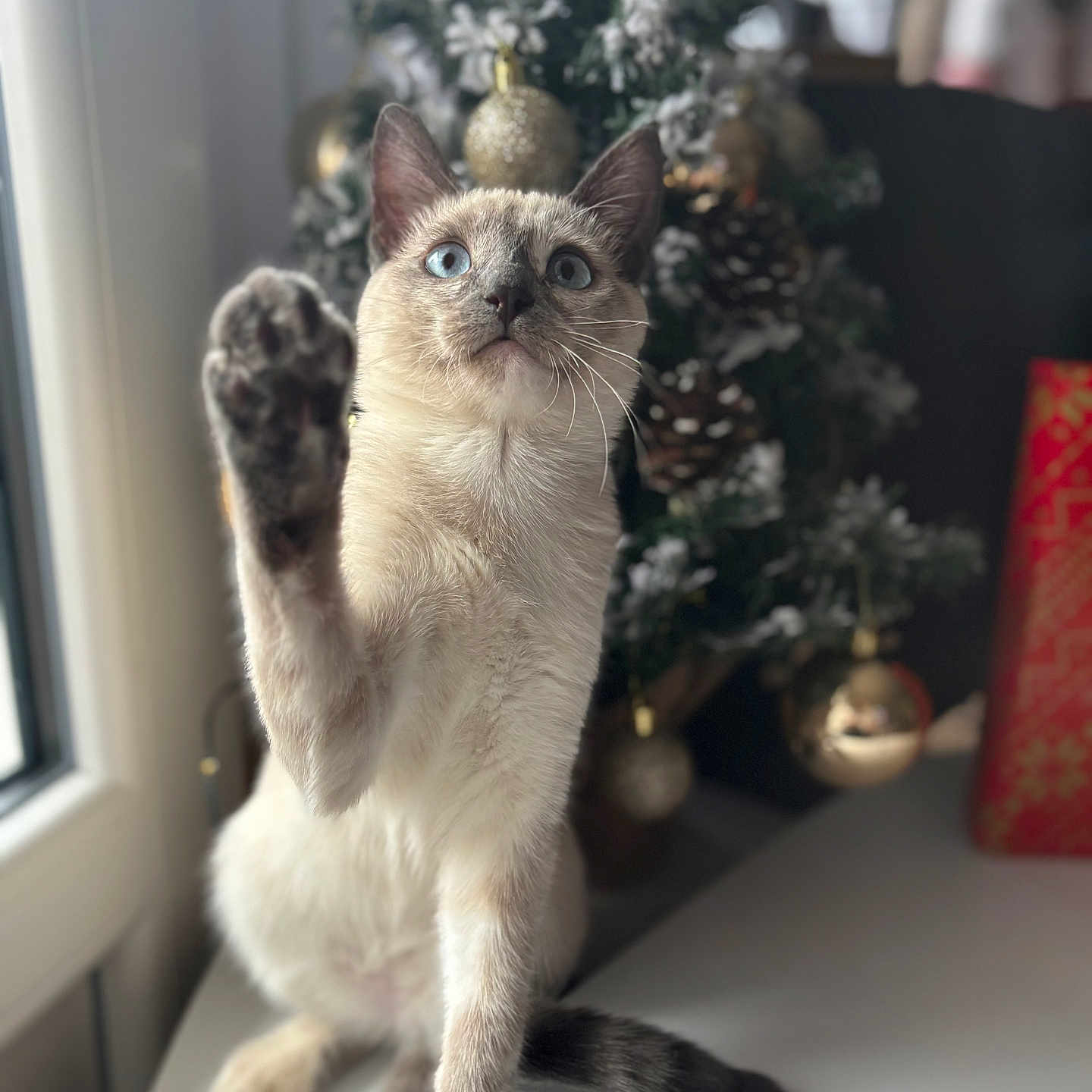 Molly a rejoint le concours — aidez-le/la à gagner de superbes lots ! abyssinian, animal, cat, christmas, christmasdecorations, christmastree, festival, fir, kitten, manx, pet, plant, siamese, tree