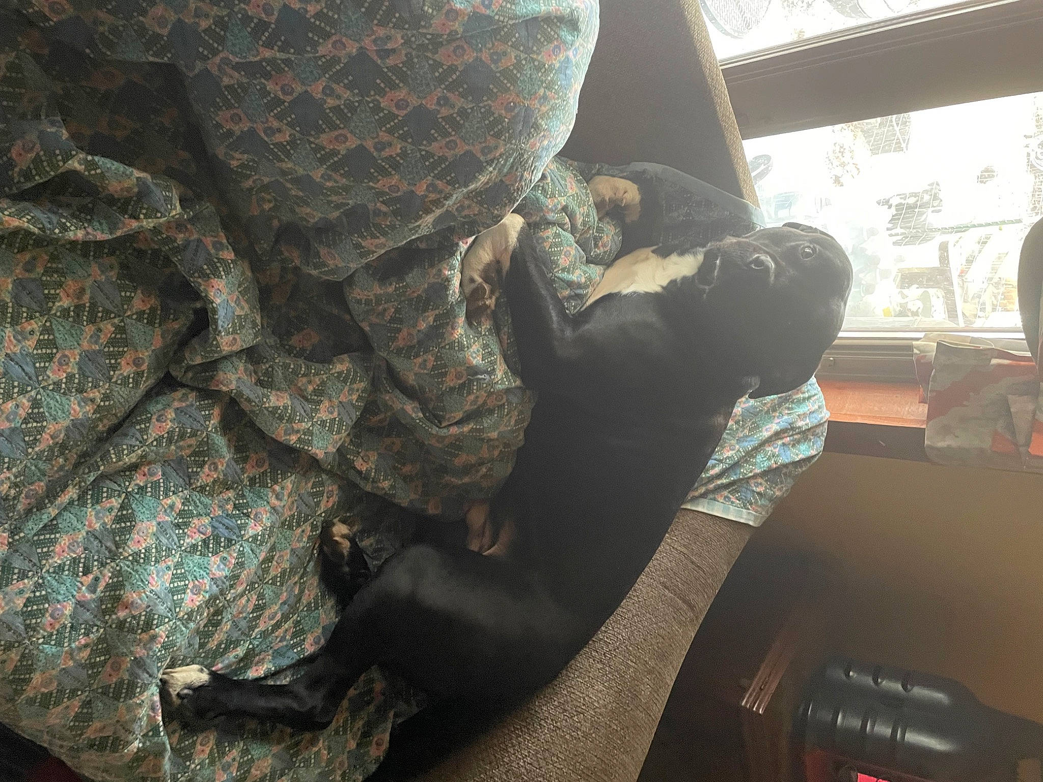 Blacky joined the competition — help win amazing prizes! auto_part, automotive_tire, automotive_window_part, comfort, flooring, fur, glass, human_leg, knee, metal, military_camouflage, pattern, personal_protective_equipment, room, sitting, thigh, vehicle_door, window, windshield