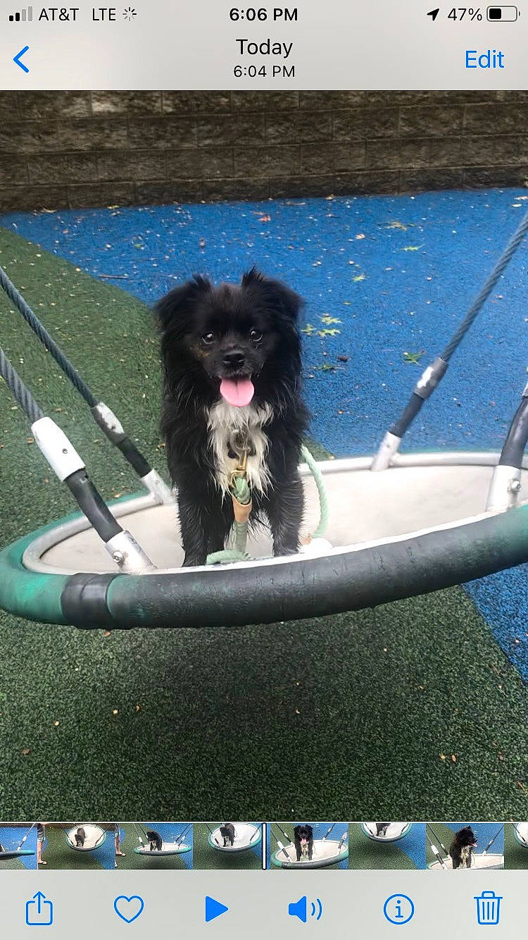 Cerberus joined the competition — help win amazing prizes! auto_part, automotive_exterior, automotive_tire, automotive_wheel_system, automotive_window_part, boats_and_boating_equipment_and_supplies, carnivore, circle, companion_dog, dog, dog_breed, electric_blue, eyewear, glass, motor_vehicle, steering_wheel, toy_dog, vehicle_door, water, windshield