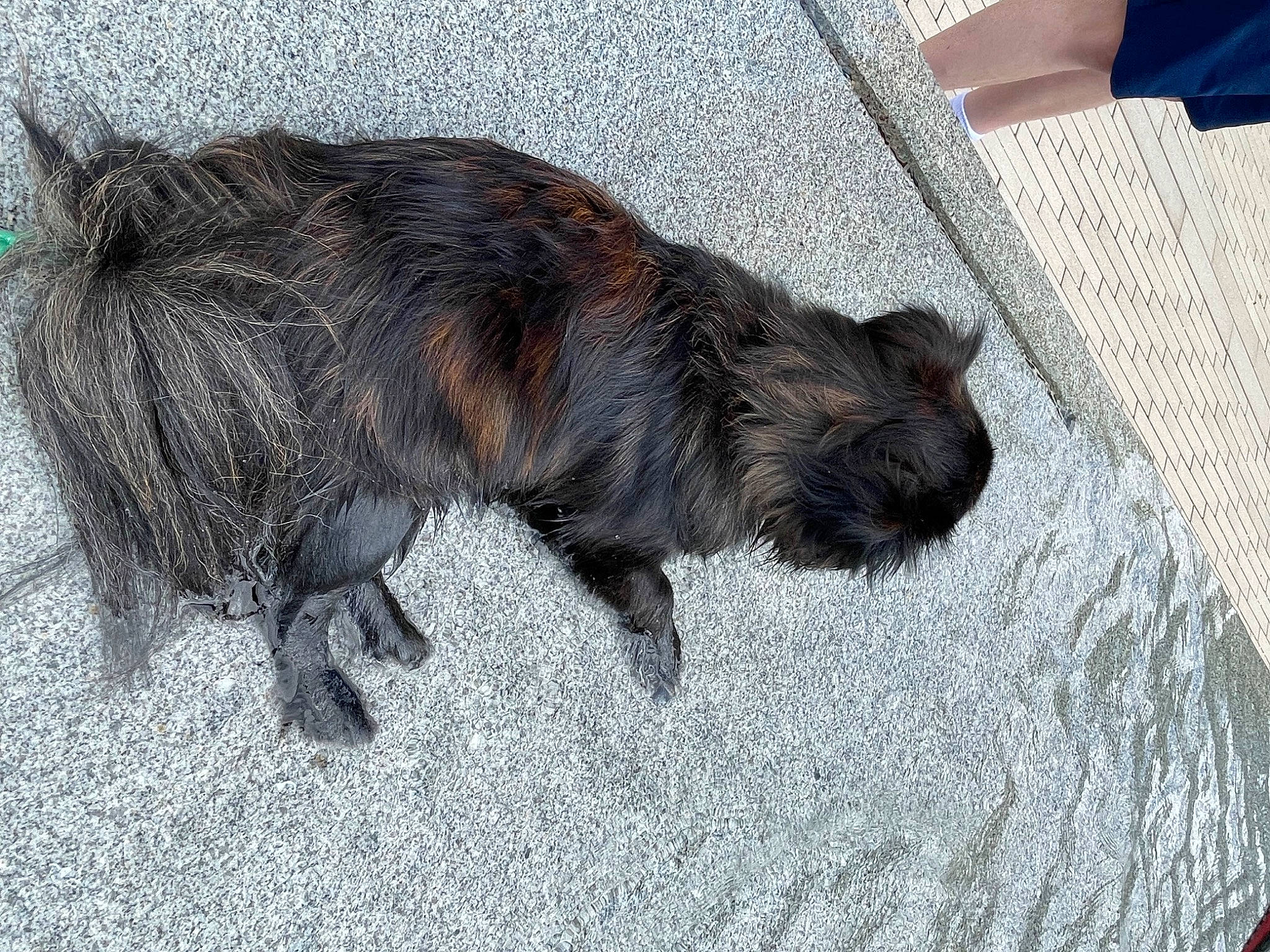 Cerberus is registered to the contest to win money with this photo: canidae, carnivore, claw, dog_breed, fur, liver, paw, snout, sporting_group, tail, terrestrial_animal, wildlife