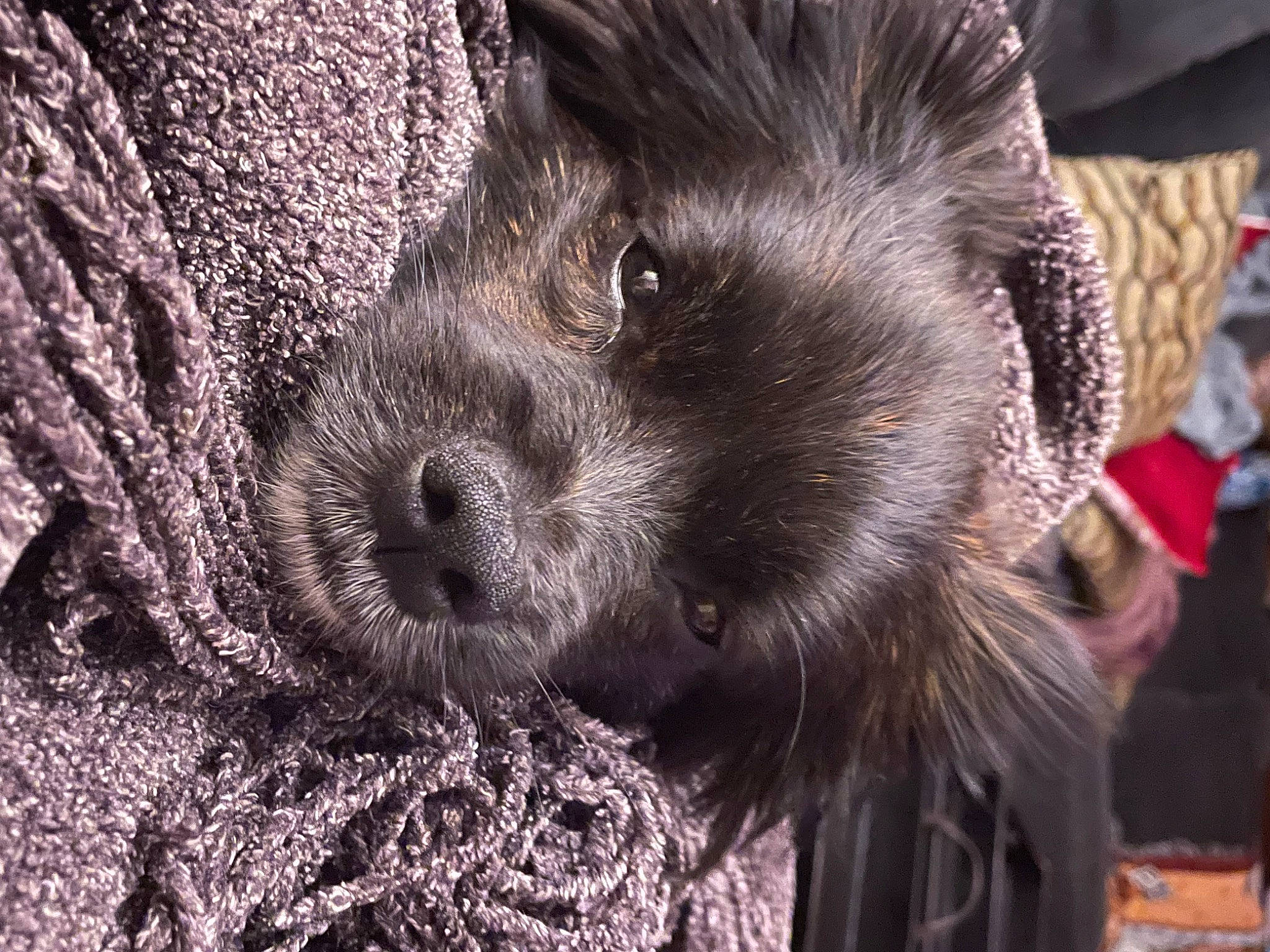 Cerberus joined the competition — help win amazing prizes! canidae, carnivore, companion_dog, dog, dog_breed, fur, liver, non_sporting_group, snout, sporting_group, terrestrial_animal, terrier, toy_dog, whiskers, wildlife, working_animal