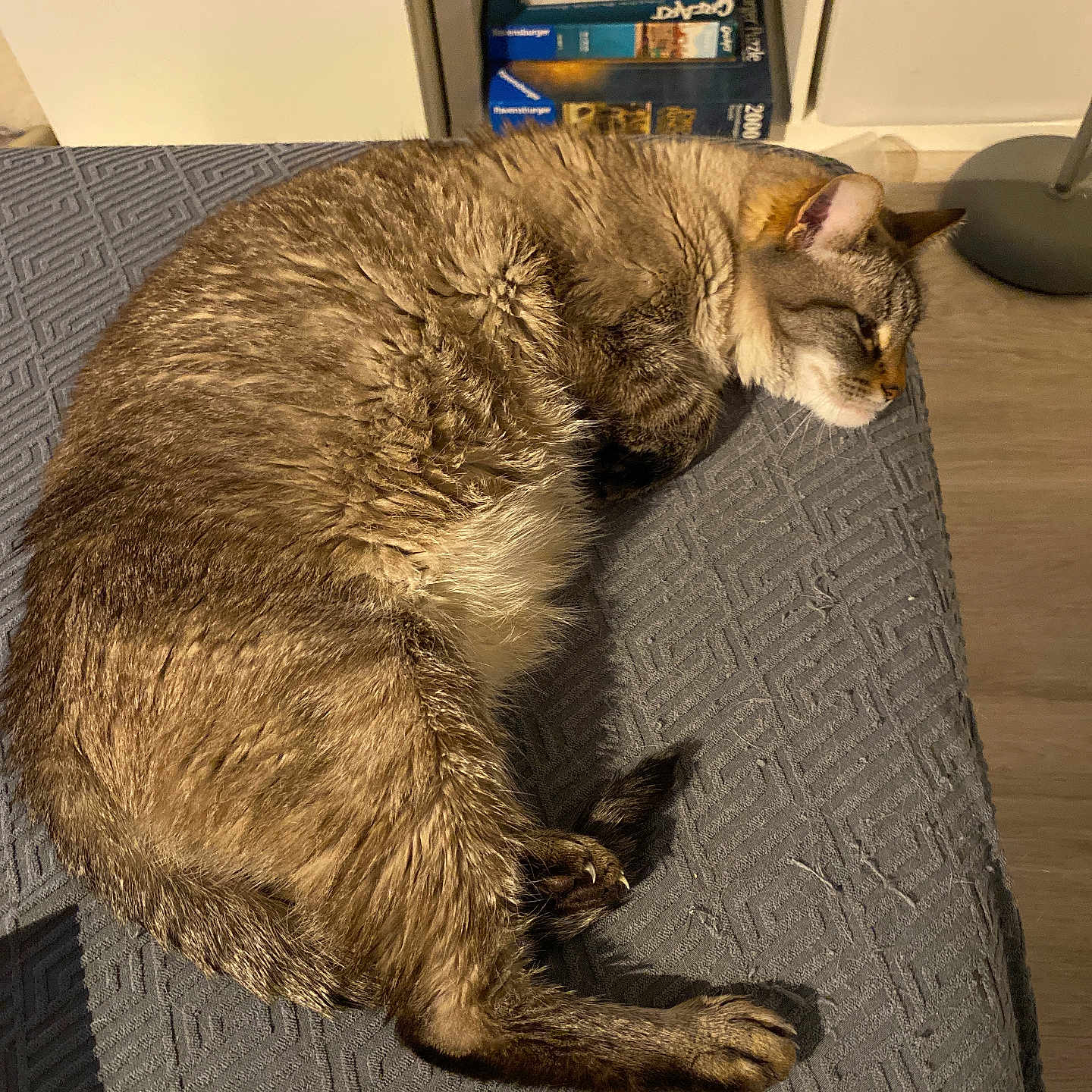 Poupette a rejoint le concours — aidez-le/la à gagner de superbes lots ! abyssinian, animal, architecture, bookcase, building, cat, couch, furniture, hardwood, homedecor, indoors, interiordesign, kitten, livingroom, manx, pet, plywood, room, shelf, wood