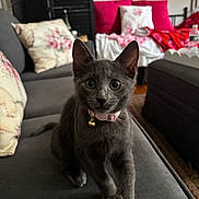 Duchess is registered to the contest to win money with this photo: kitten, gray_cat, pet, collar, bell, couch, indoor, home, pillow, floral, curious, furniture, cute, animal, young_cat, domestic_cat, cozy, living_room, feline, soft_furniture