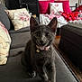 kitten, gray_cat, pet, collar, bell, couch, indoor, home, pillow, floral, curious, furniture, cute, animal, young_cat, domestic_cat, cozy, living_room, feline, soft_furniture