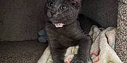 Duchess is registered to the contest to win money with this photo: kitten, gray_cat, blanket, cozy, carpet, indoor, pet, fur, animal, cute, collar, resting, soft_texture, curious, small, feline, young, comfort, snug, home