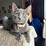 Duchess is registered to the contest to win money with this photo: cat, kitten, gray_cat, pet, indoor, collar, bell, feline, yellow_eyes, curious, texture, carpet, lamp, home, cozy, furniture, window, blanket, portrait, animal