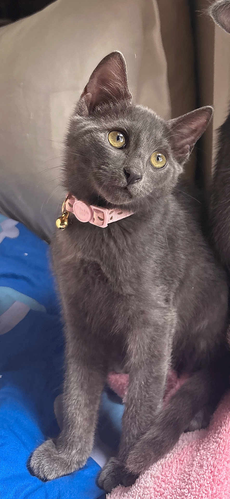 Duchess joined the competition — help win amazing prizes! cat, kitten, gray_fur, yellow_eyes, pink_collar, pet, indoor, blanket, cozy, curious, feline, animal, cute, soft_fur, closeup, sitting, domestic_cat, whiskers, paw, young_cat