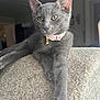 Duchess is registered to the contest to win money with this photo: cat, gray_cat, pet, feline, collar, indoor, relaxed, fur, whiskers, paw, animal, mammal, domestic_animal, yellow_eyes, pink_collar, close_up, texture, carpet, resting, cute