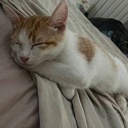 Choupette participe au concours pour gagner de l'argent avec cette photo : animal, bed, blanket, cat, cozy, cute, domestic_animal, fur, indoor, kitten, mammal, nap, orange_and_white, pet, relaxation, resting, sleeping, soft, whiskers, young_cat