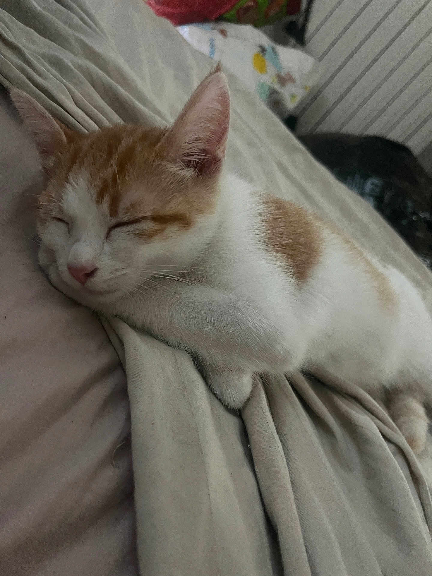 Choupette participe au concours pour gagner de l'argent avec cette photo : animal, bed, blanket, cat, cozy, cute, domestic_animal, fur, indoor, kitten, mammal, nap, orange_and_white, pet, relaxation, resting, sleeping, soft, whiskers, young_cat