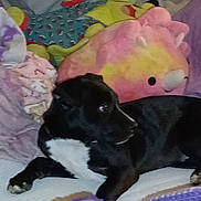 Shadow joined the competition — help win amazing prizes! dog, black_dog, white_chest, bed, blanket, plush_toy, pink, purple, yellow, indoor, pet, lying_down, cozy, stuffed_animal, fabric, domestic_animal, resting, fur, animal, side_view