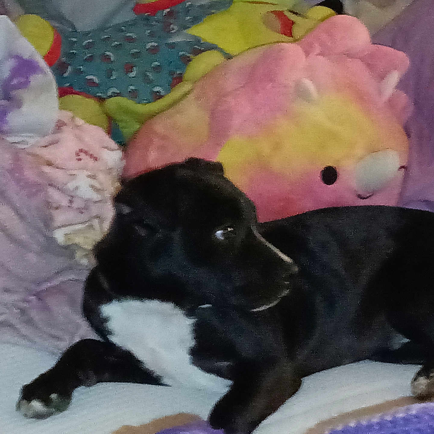 Shadow joined the competition — help win amazing prizes! animal, bed, black_dog, blanket, cozy, dog, domestic_animal, fabric, fur, indoor, lying_down, pet, pink, plush_toy, purple, resting, side_view, stuffed_animal, white_chest, yellow