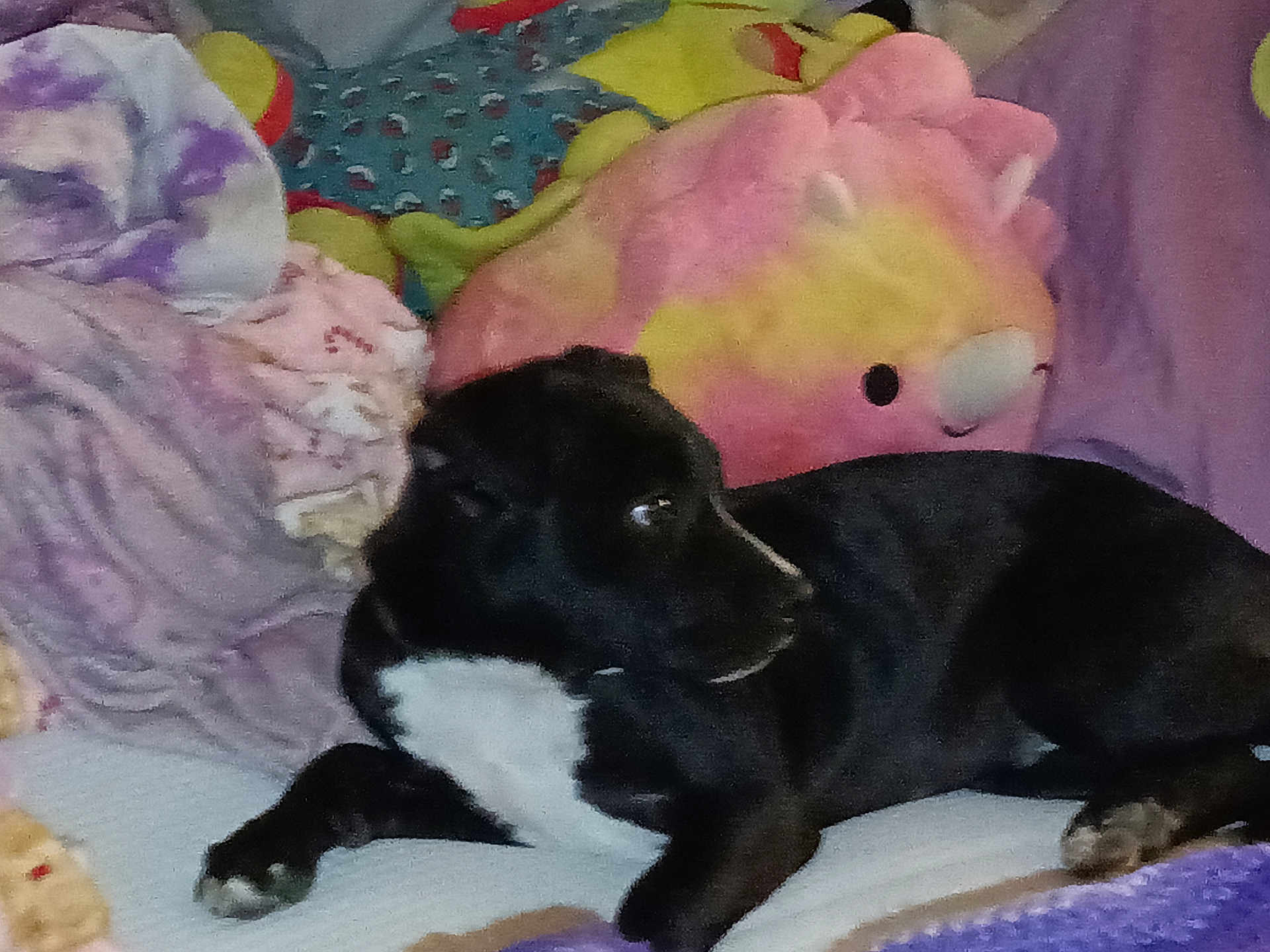 Shadow joined the competition — help win amazing prizes! dog, black_dog, white_chest, bed, blanket, plush_toy, pink, purple, yellow, indoor, pet, lying_down, cozy, stuffed_animal, fabric, domestic_animal, resting, fur, animal, side_view