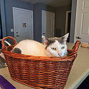 Bubba is registered to the contest to win money with this photo: animal, basket, cat, contemplative, countertop, domestic, door, feline, furniture, gray_cat, home, household, indoor, kitchen, light_fixture, pet, quiet, resting, white_cat, woven_basket
