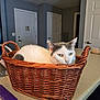 animal, basket, cat, contemplative, countertop, domestic, door, feline, furniture, gray_cat, home, household, indoor, kitchen, light_fixture, pet, quiet, resting, white_cat, woven_basket