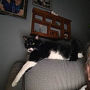 Peppi joined the competition — help win amazing prizes! cat, black_and_white, feline, couch, gray, living_room, shelf, framed_photos, wall, indoor, pet, relaxed, stretching, person_partial, hand, home_decor, furniture, portrait, casual, cozy