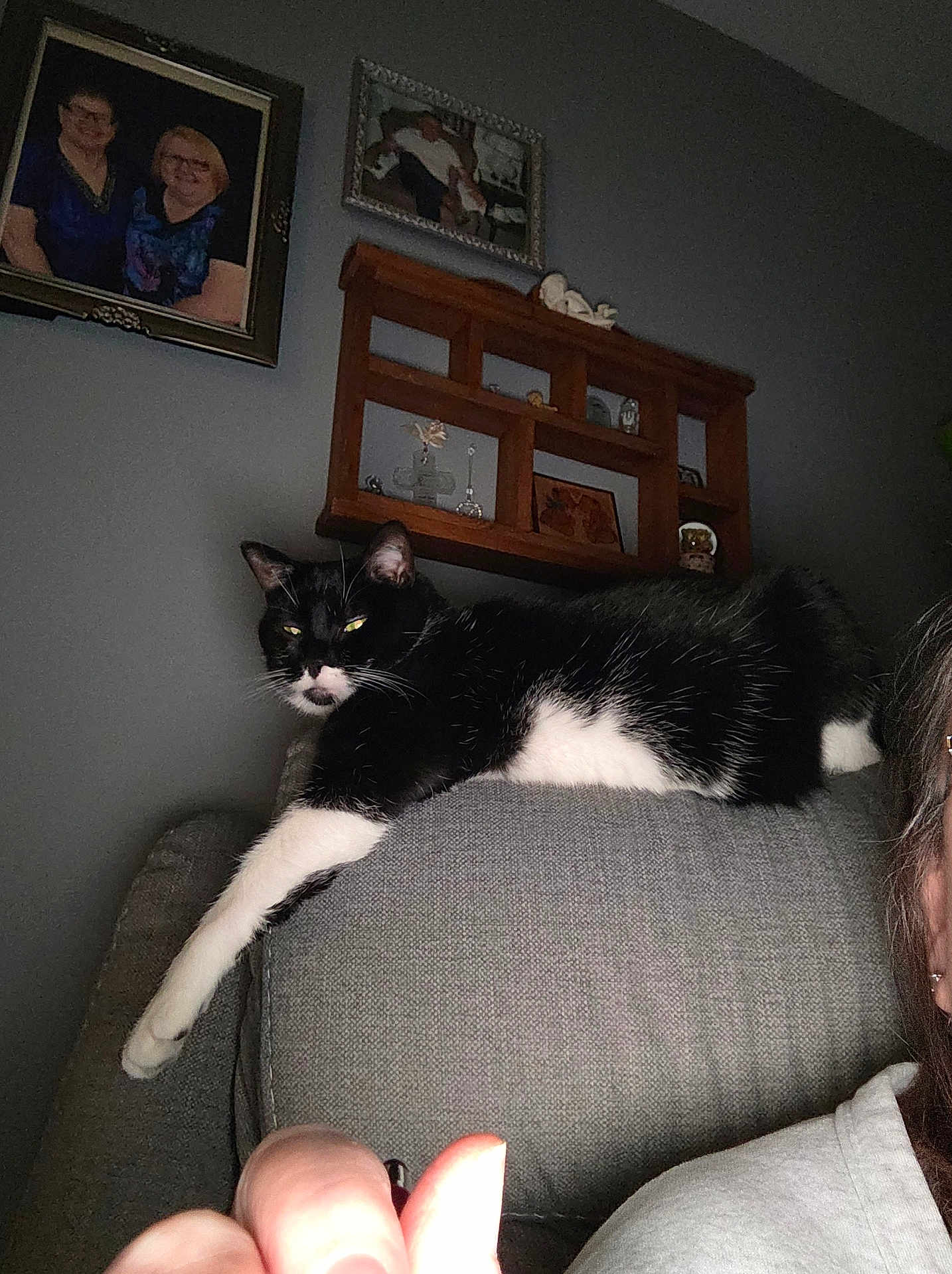 Peppi joined the competition — help win amazing prizes! cat, black_and_white, feline, couch, gray, living_room, shelf, framed_photos, wall, indoor, pet, relaxed, stretching, person_partial, hand, home_decor, furniture, portrait, casual, cozy