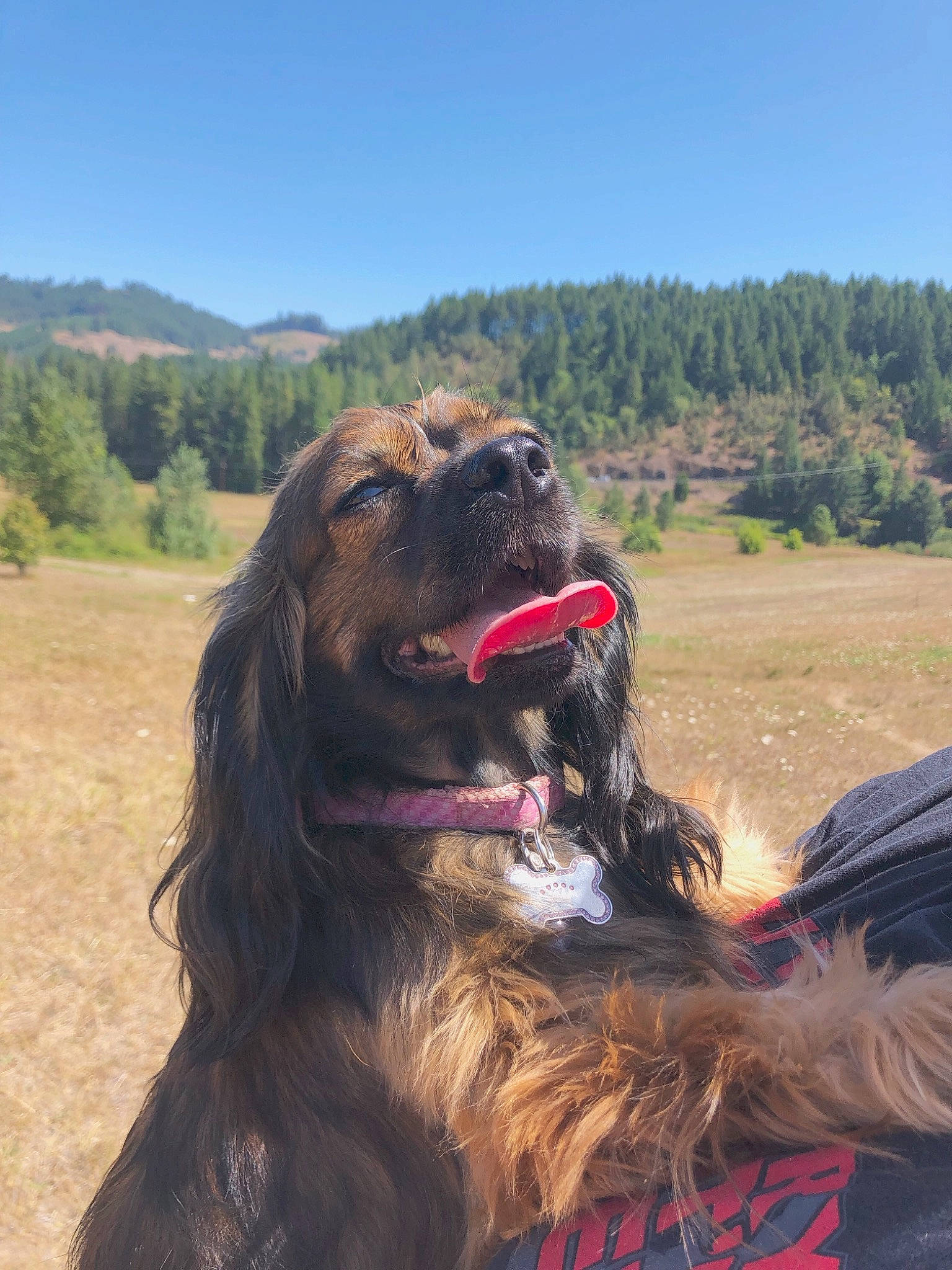 Bethany joined the competition — help win amazing prizes! afghan_hound, american_cocker_spaniel, boykin_spaniel, canidae, carnivore, cocker_spaniel, companion_dog, dog, dog_breed, english_cocker_spaniel, field_spaniel, german_spaniel, mammal, russian_spaniel, setter, spaniel, sporting_group, sussex_spaniel, vertebrate