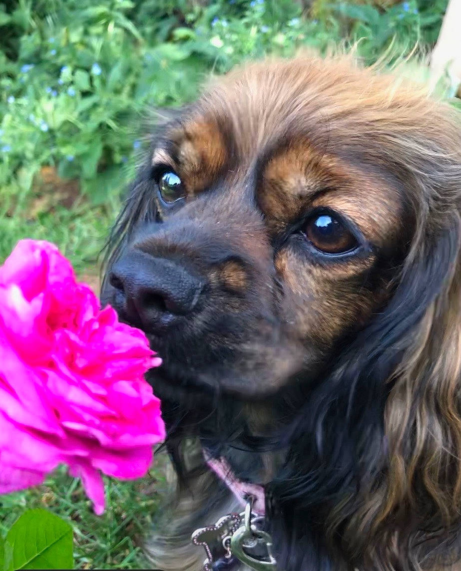 Bethany is registered to the contest to win money with this photo: american_cocker_spaniel, canidae, carnivore, cavalier_king_charles_spaniel, cocker_spaniel, companion_dog, dog, dog_breed, english_cocker_spaniel, fawn, grass, king_charles_spaniel, mammal, plant, puppy, rare_breed_dog, snout, spaniel, sporting_group, tibetan_spaniel