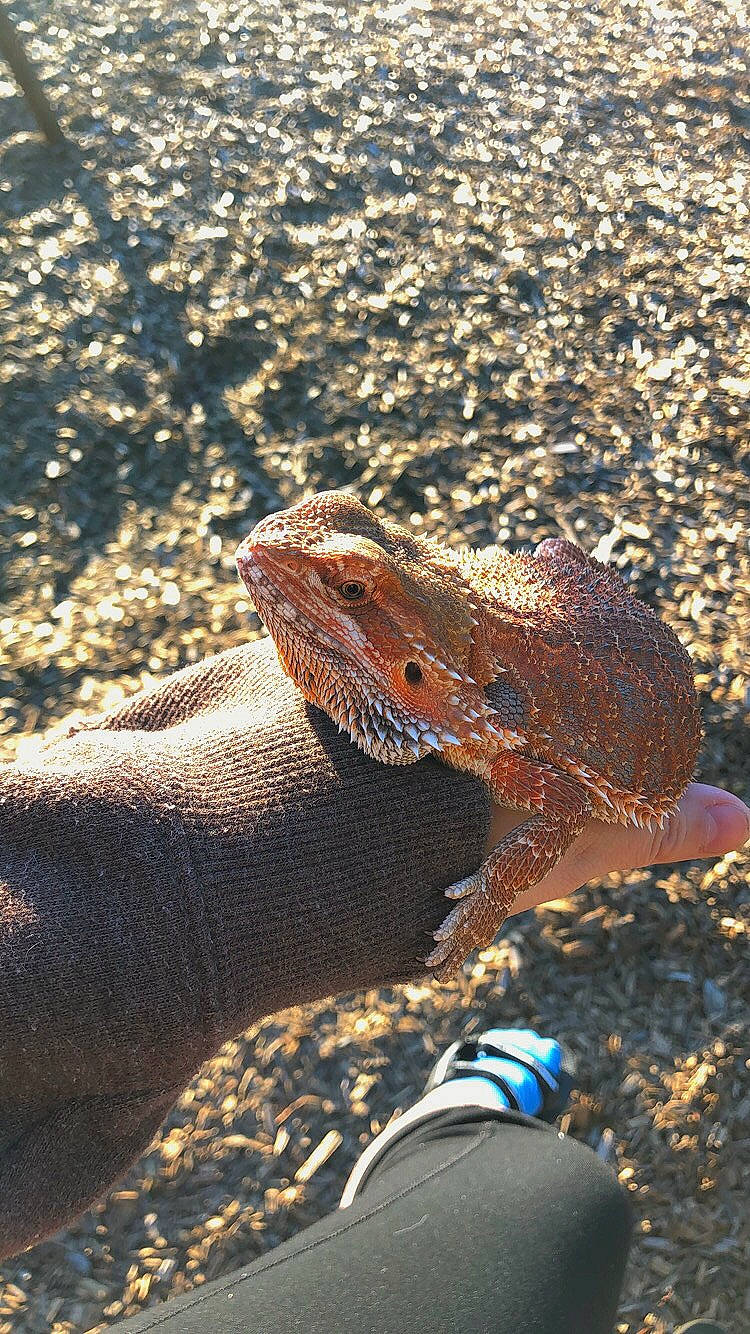 Dante joined the competition — help win amazing prizes! adaptation, dragon_lizard, landscape, lizard, reptile, rock, scaled_reptile, terrestrial_animal, wildlife