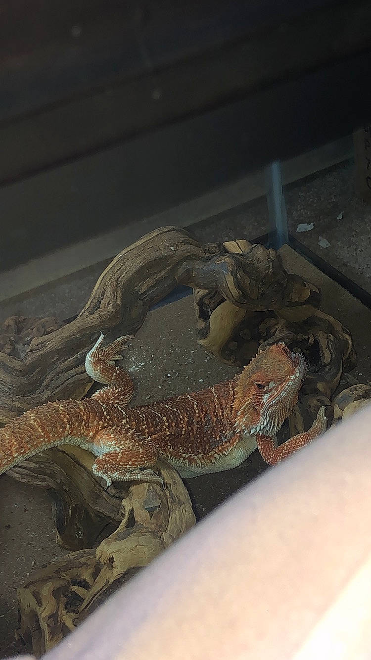 Dante joined the competition — help win amazing prizes! iguania, lizard, reptile, scaled_reptile