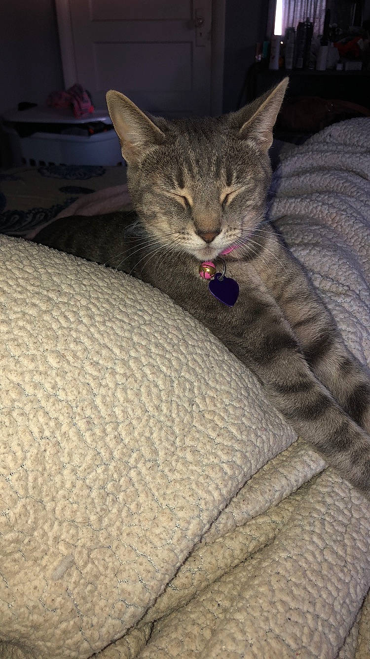 Mako is registered to the contest to win money with this photo: asian, california_spangled, carnivore, cat, chausie, domestic_short_haired_cat, dragon_li, egyptian_mau, european_shorthair, fawn, felidae, fur, kitten, ocicat, pixie_bob, small_to_medium_sized_cats, tabby_cat, whiskers