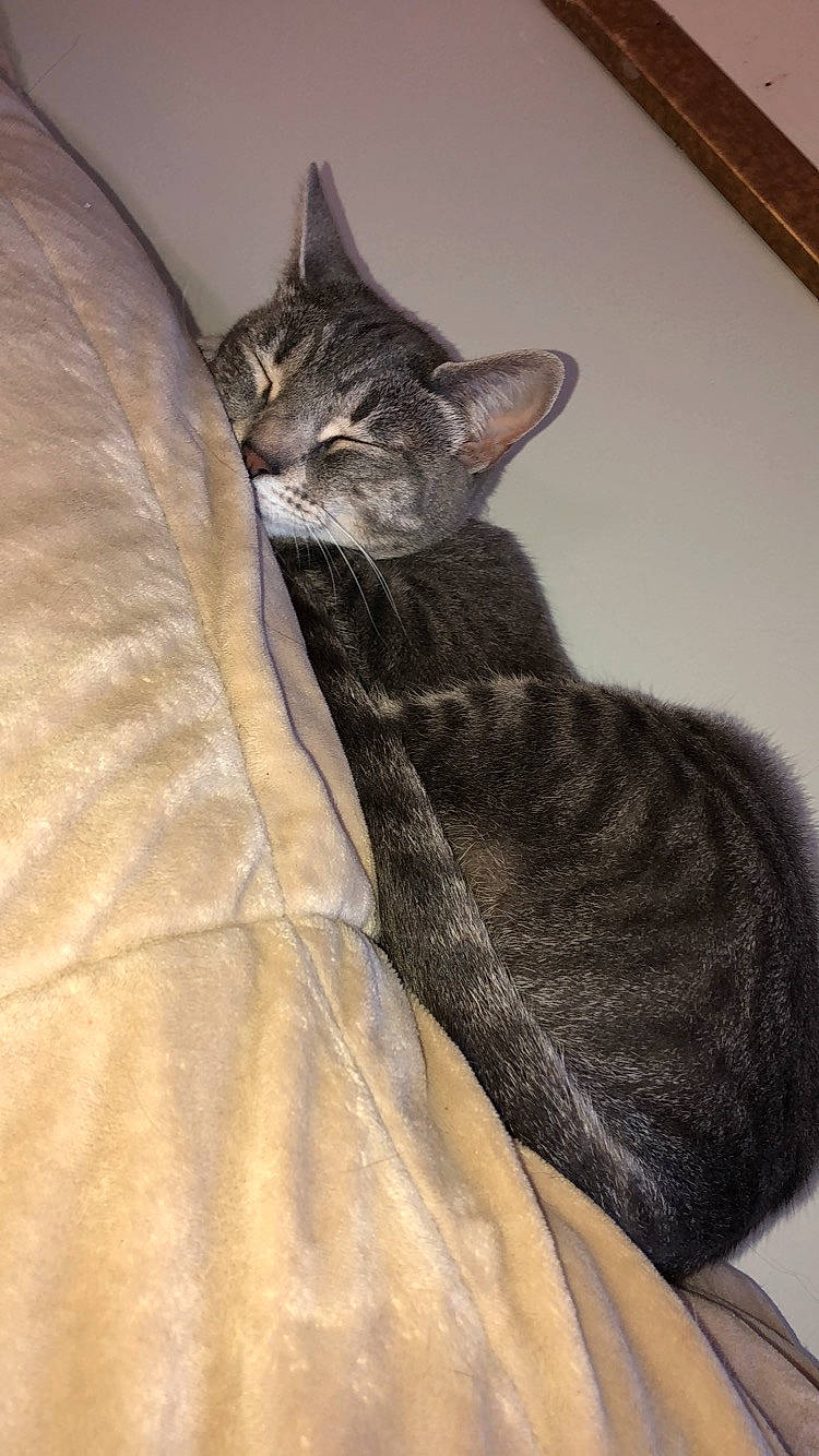 Mako is registered to the contest to win money with this photo: asian, carnivore, cat, domestic_short_haired_cat, dragon_li, european_shorthair, felidae, german_rex, kitten, mammal, small_to_medium_sized_cats, tabby_cat, vertebrate, whiskers