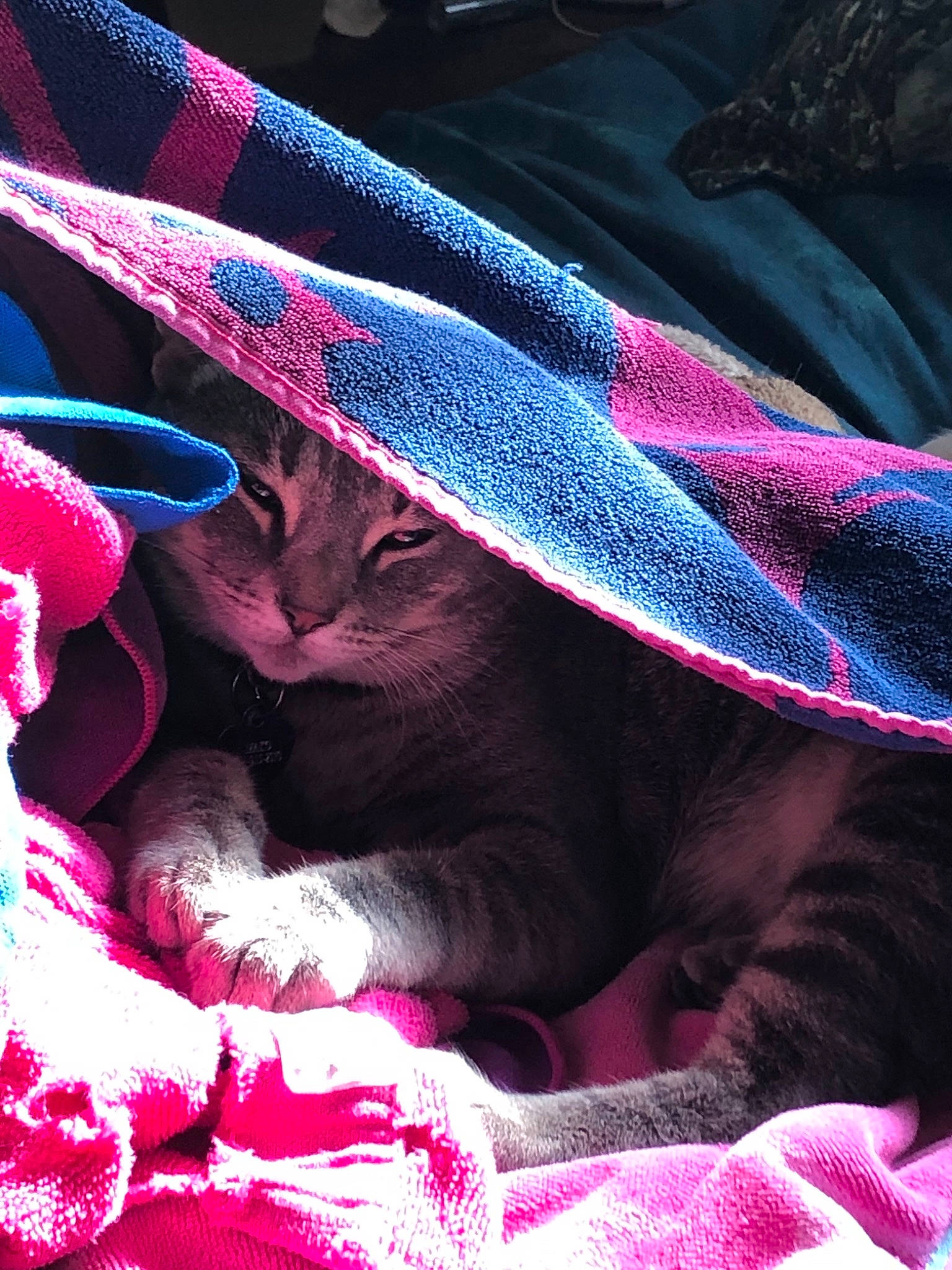 Mako is registered to the contest to win money with this photo: carnivore, cat, fawn, magenta, pink, sporting_group, textile