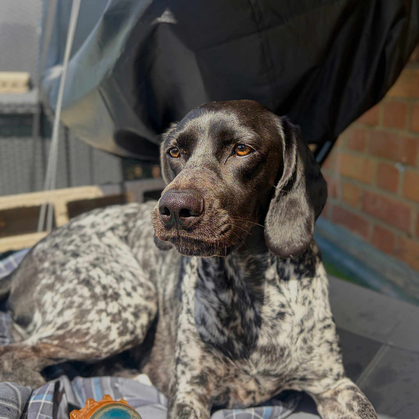 Stella participe au concours pour gagner de l'argent avec cette photo : dog, pet, animal, outdoor, sunlight, blanket, toy, patio, brick_wall, relaxing, brown_eyes, black_coat, white_coat, speckled, ears, nose, paw, expression, comfort, daylight