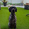 Stella a rejoint le concours — aidez-le/la à gagner de superbes lots ! dog, cat, artificial_grass, potted_plant, outdoor, patio, flower_garland, black_and_white, tabby_cat, decorative_box, greenery, animal, pet, relaxed, sitting, lounge, garden, fence, daylight, nature
