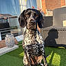 dog, animal, pet, outdoor, grass, sunlight, black_and_white, spotted, sitting, wicker_chair, brick_wall, flower_pot, garden, shadow, window, reflection, calm, portrait, daylight, domestic