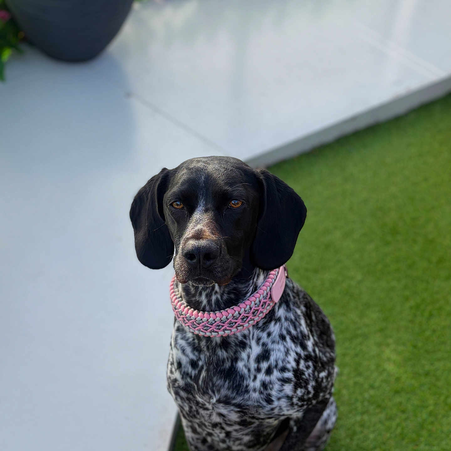 Stella