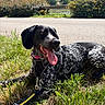 Stella a rejoint le concours — aidez-le/la à gagner de superbes lots ! dog, outdoor, grass, leash, sunlight, happy, panting, black_and_white, nature, road, bushes, sky, clouds, collar, resting, pet, canine, summer, landscape, daytime