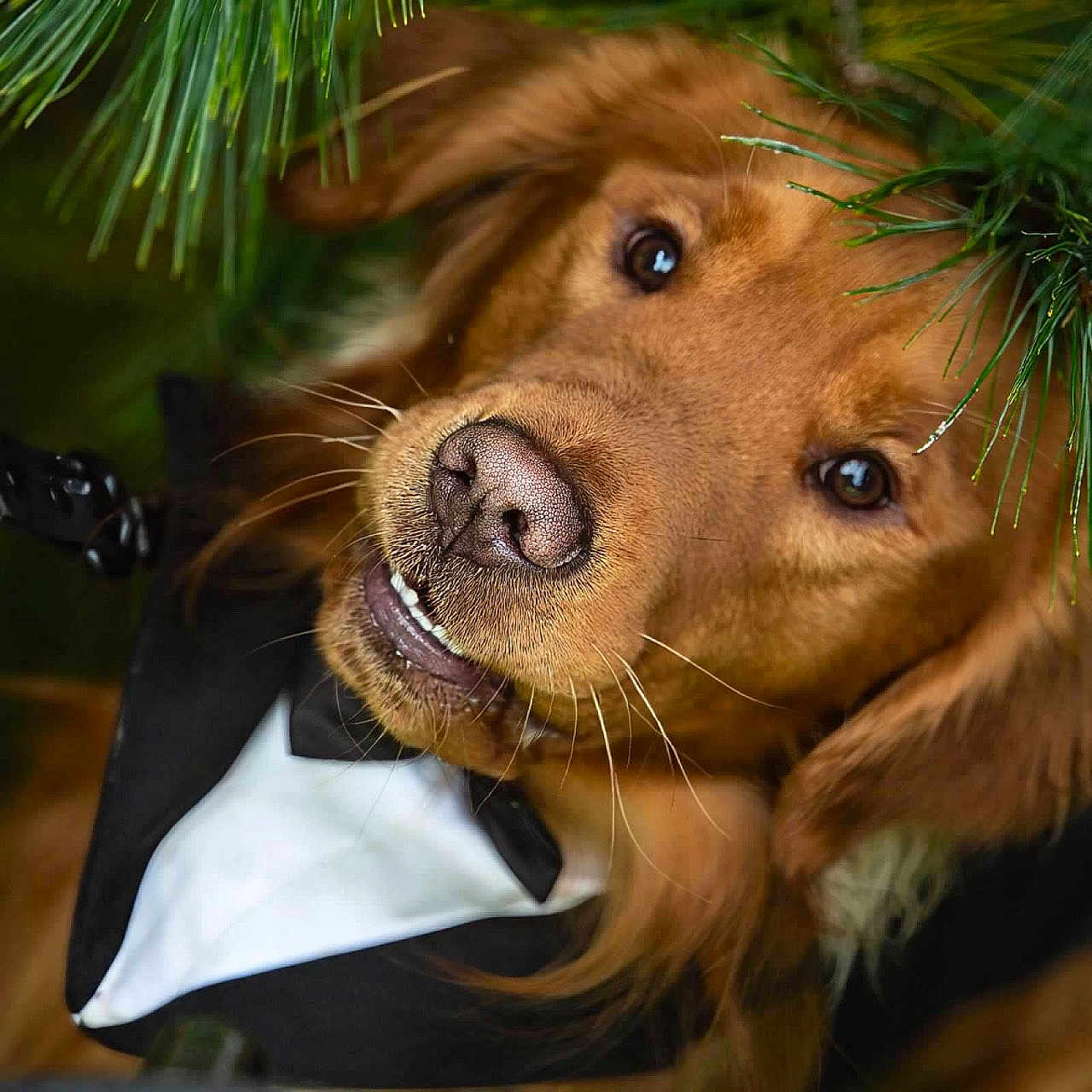 Dug is registered to the contest to win money with this photo: accessories, animal, beagle, canine, cockerspaniel, conifer, dog, goldenretriever, head, hound, labradorretriever, larch, leaf, leash, pet, plant, policedog, puppy, snout, tree