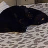 Wendy is registered to the contest to win money with this photo: animal, bed, black_cat, blanket, cat, cozy, cute, domestic_cat, feline, fur, home, indoor, patterned_blanket, paw, pet, quiet, relaxed, resting, sleepy, soft