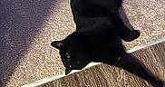 Wendy is registered to the contest to win money with this photo: animal, black_cat, carpet, cat, domestic_animal, eye, feline, flooring, fur, home, house_pet, indoor, laying_down, paw, pet, relaxing, shadow, stretching, whiskers, wood_floor