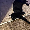 animal, black_cat, carpet, cat, domestic_animal, eye, feline, flooring, fur, home, house_pet, indoor, laying_down, paw, pet, relaxing, shadow, stretching, whiskers, wood_floor