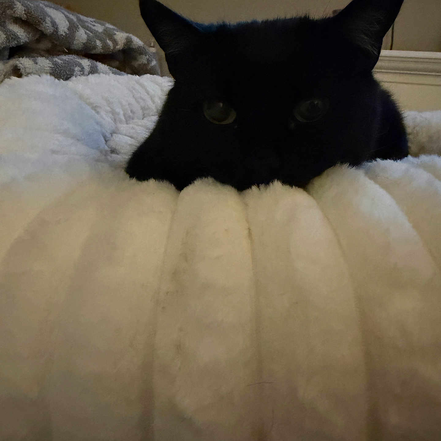 Wendy joined the competition — help win amazing prizes! animal, bedroom, black_cat, blanket, cat, comfort, cozy, cute, domestic_animal, ears, feline, fur, indoor, pet, quiet, resting, sleepy, soft, warm, whiskers