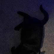 Wendy is registered to the contest to win money with this photo: animal, black_cat, carpet, cat, cozy, cute, domestic_cat, floor, fur, green_eyes, indoor, lying_down, mammal, night, pet, relaxed, shadow, soft_light, tail, whiskers