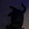 animal, black_cat, carpet, cat, cozy, cute, domestic_cat, floor, fur, green_eyes, indoor, lying_down, mammal, night, pet, relaxed, shadow, soft_light, tail, whiskers