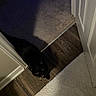 Wendy joined the competition — help win amazing prizes! animal, black_cat, carpet, cat, cozy, curious, dim_light, doorway, feline, flooring, green_eyes, hallway, home, indoor, looking_up, mouth_open, pet, quiet, shadow, wood_floor