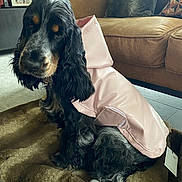Twilly participe au concours pour gagner de l'argent avec cette photo : animal, black_and_tan, blanket, canine, couch, cozy, cute, dog, domestic, floor, fur, hoodie, indoor, living_room, pet, pillow, pink_jacket, resting, sitting, wavy_fur