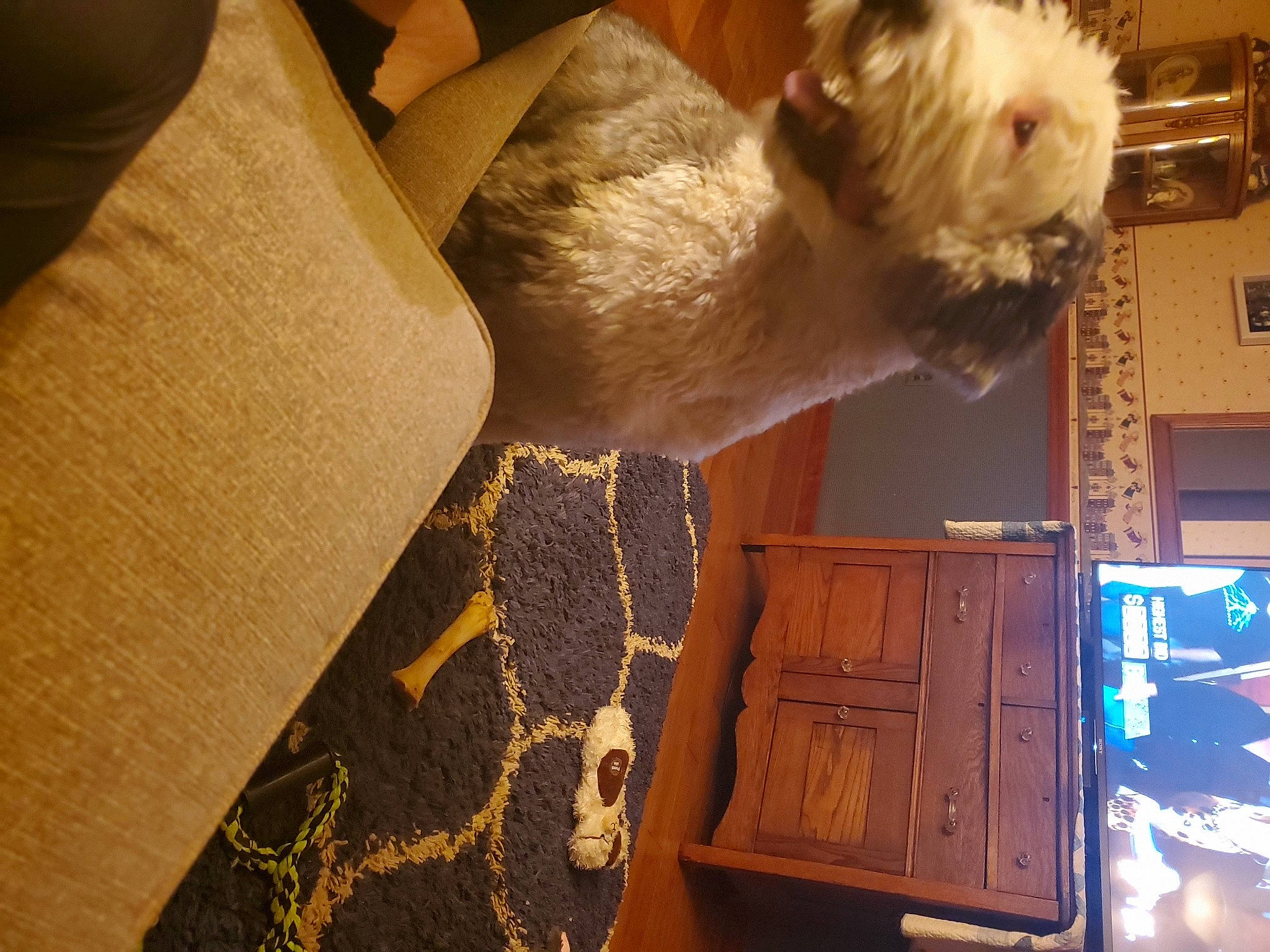 Bently is registered to the contest to win money with this photo: carnivore, cat, fawn, fur