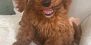Penny joined the competition — help win amazing prizes! puppy, dog, brown, curly_hair, pet, cute, fluffy, smiling, tongue_out, indoors, blanket, cushion, cozy, home, animal, fur, small_dog, sitting, friendly, adorable