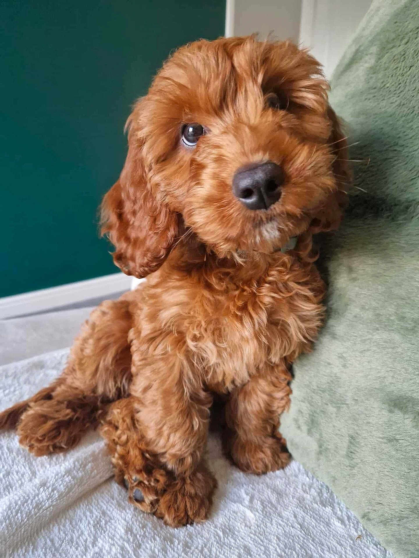 Penny
